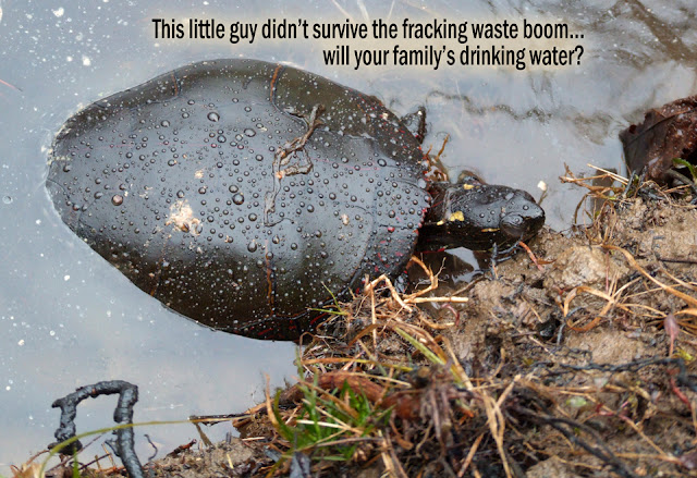 dead turtle floating in fracking injection well waste