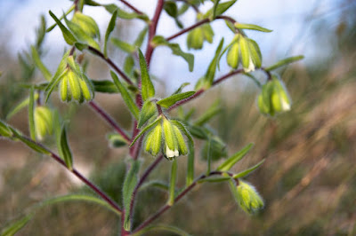 borzas vértő (Onosma visianii)