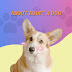 How to adopt a dog?