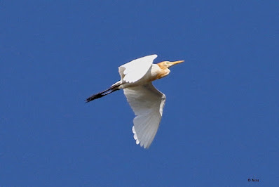 Cattle Egret