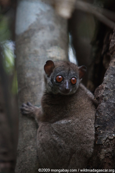 Let's Draw Endangered Species! : ): Sahafary Sportive Lemur