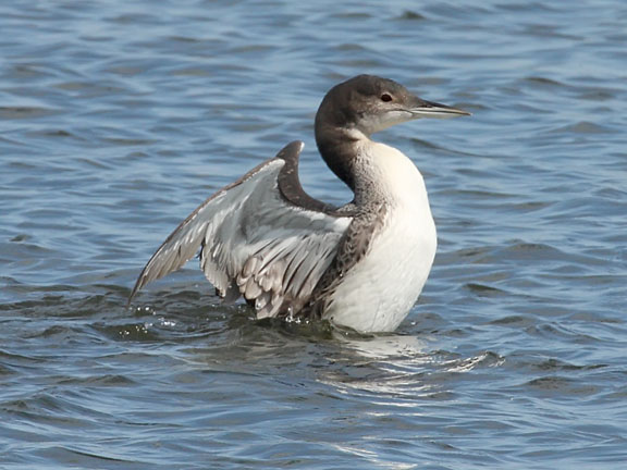 common loon facts. images Common loon with eggs