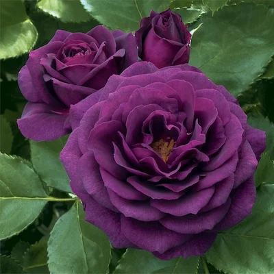 Picture of purple rose flower - Picture of purple rose flower - Picture of purple rose flower - Download picture of purple rose flower - Rose flower - NeotericIT.com