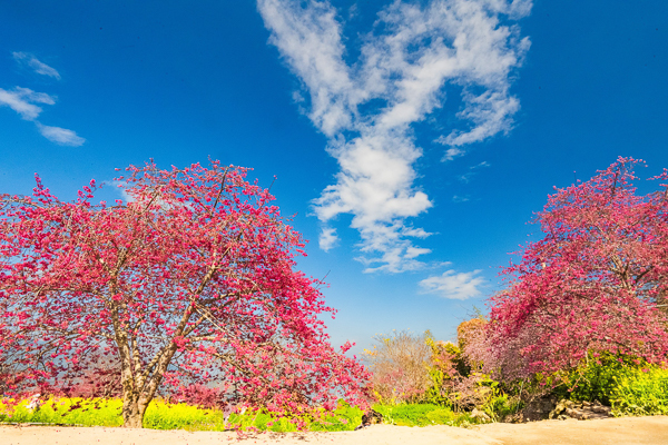 南投水里阿本農場櫻花秘境欣賞三色櫻花，黃澄澄的油菜花海也好美
