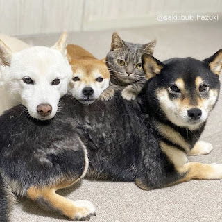 Este adorable gato cree que no es diferente de sus "hermanos"