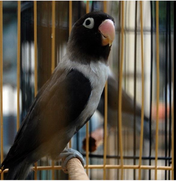 Ciri Ciri Lovebird Batman Yang Perlu Diketahui Ciri Ciri Lovebird Batman Yang Perlu Diketahui