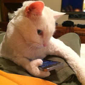 Funny cats - part 88 (40 pics + 10 gifs), cat with extra toes holding a phone