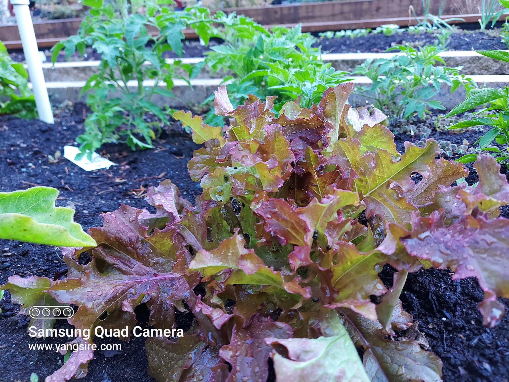 Lettuce, tomatoes, hot pepper