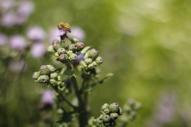 Hovering Bee Pollinating Flower