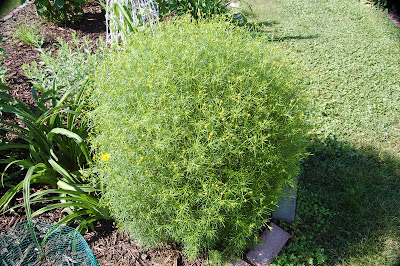 yellow coreopsis