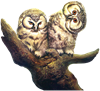 buhos