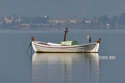 ΣΤΑΧΤΟΤΣΙΚΝΙΑΣ