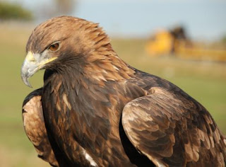 عالم الحيوان اجمل اشكال وانواع النسور فى العالماجمل صور نسور - النسر Eagleأكبر أنواع النسور في العالم صور نسر , اجمل صور نسور خيال , النسر Eagle أحلي خلفيات النسور والبوم صور كامل يحتوي علي  خلفيات النسور بأشكالها وانواعها المختلفة، النسور في صور طبيعية مميزة جدا.خلفيات حيوانات وطيور, صور نسور، صورة نسر، صور النسر صور وخلفيات النسور صور متعددة ومنوعة النسور فى العديد من المواقف فى الجوgolden eagle,اجمل الصور للنسور, قوة النسر, مجموعة خلفيات للنسور, صور لشكل النسر, . معلومات عن النسور  , صور نسور  , عالم الحيوانات والطيور