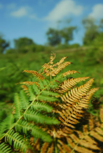 Ferns