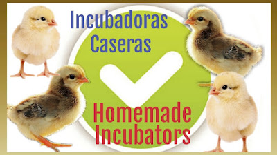 Incubación de huevos de gallinas