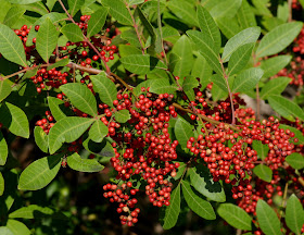 Schinus terebinthifolius - Brazilian-Pepper