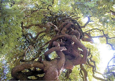 Top 10 funny trees pictures of the world