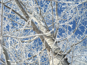 frozen trees, snow icicles, birch, winter, cold