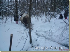 Симха и его первое бревно