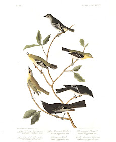 Plate 434, depicting the Small-Headed Flycatcher (second from top, right), Blue Mountain Warbler (second from top, left), and Bartram's Vireo (second from bottom, left). Illustration: John James Audubon.