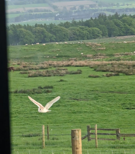 Wild Owl in Northumberland