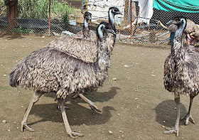 Emu birds in a farm