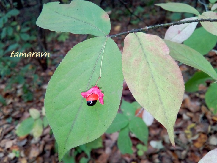 Бересклет малоцветковый (Euonymus pauciflorus)