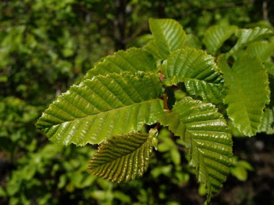 patagonian trees