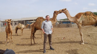 in the Somaliland Camel Market