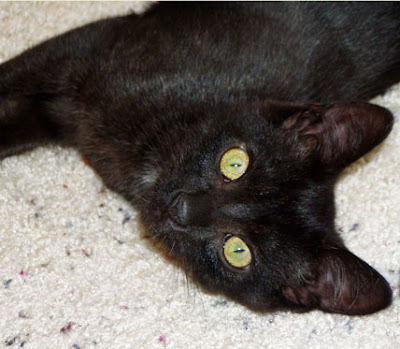 black cat cori