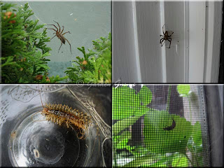 spiders, centipedes, earwigs