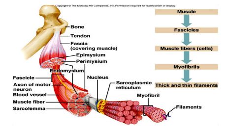  Otot  Biologi