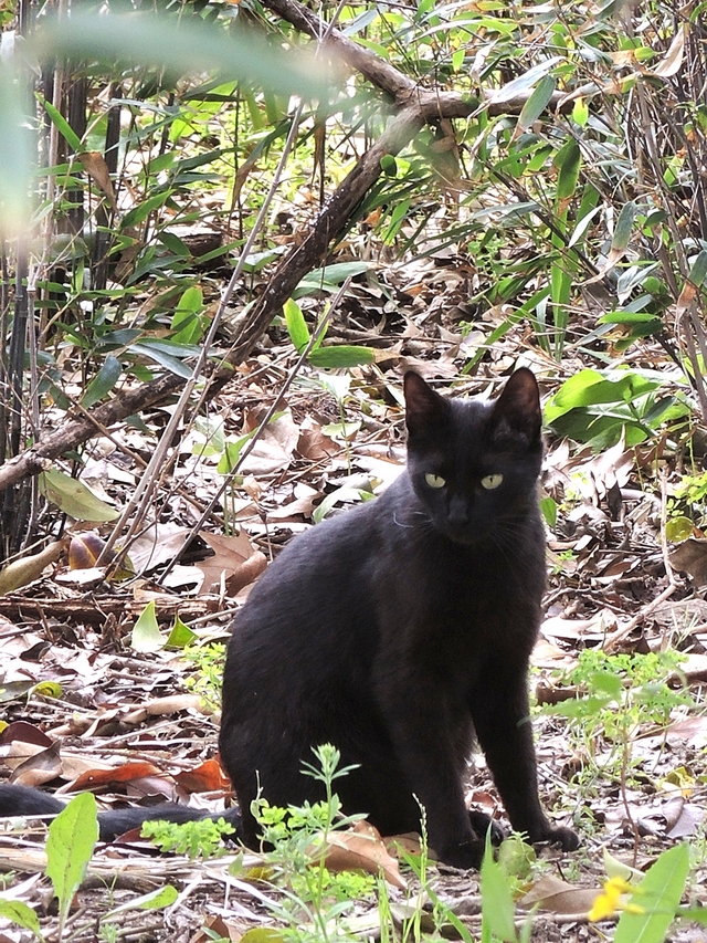 Sevilla: Spaanse katten!
