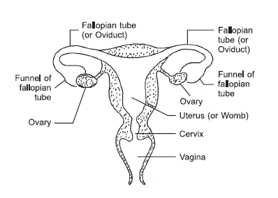 HOW DO ORGANISMS REPRODUCE?