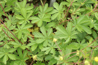 Potentille à feuilles à sept folioles - Potentilla heptaphylla