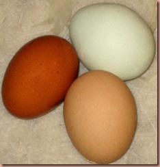 eggs