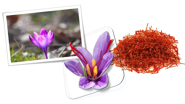 Saffron،استعمال الزعفران، أنواع الزعفران، الزعفران الأصلي، زراعة الزعفران، نبتة الزعفران، أضرار الزعفران، سعر الزعفران، فوائد الزعفران