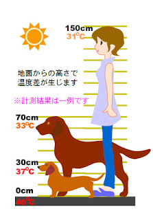 temperatura de piso para cães