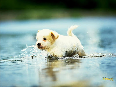 Cute Puppies Wallpaper