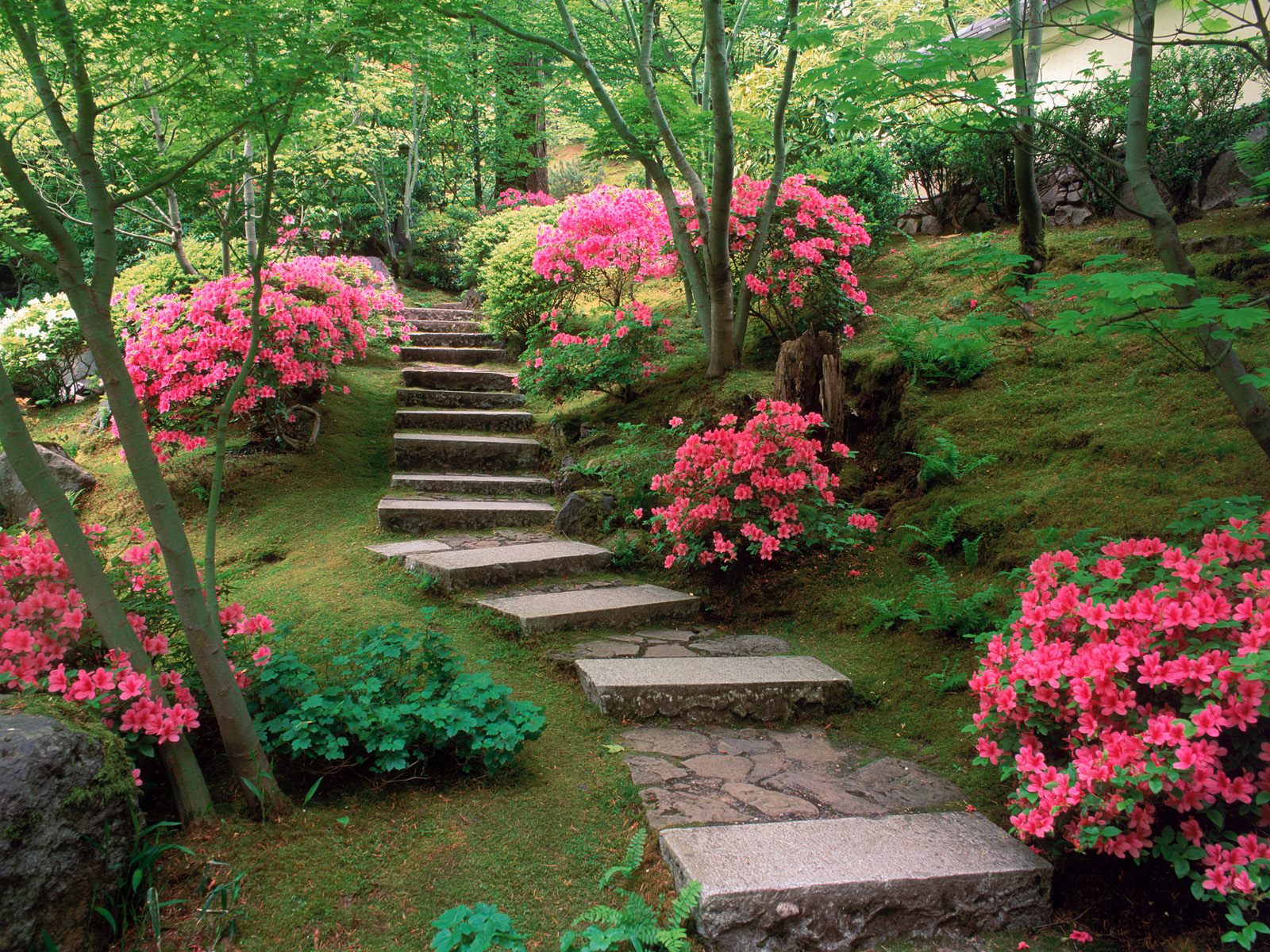 Foto Foto Kebun Bunga  yang Indah