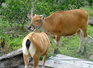 usaha ternak kambing gibas