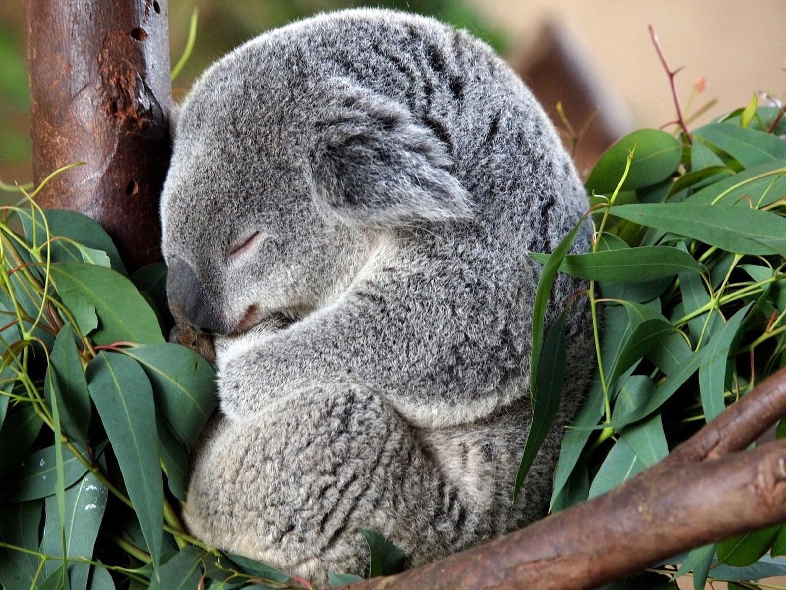 Koala de la Selva Wallpaper en HD « Descargar Programas Warez ...