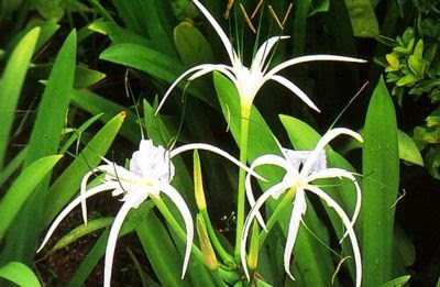 is the Red Spider Lily is the Red Spider Lily