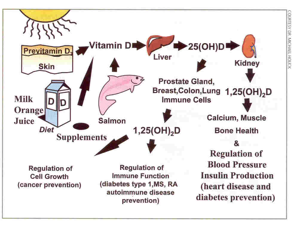 Theworld Difference Between Vitamin D And Vitamin D3