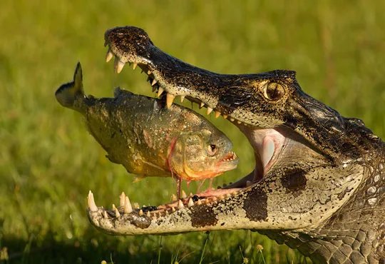 crocodile eating a piranha