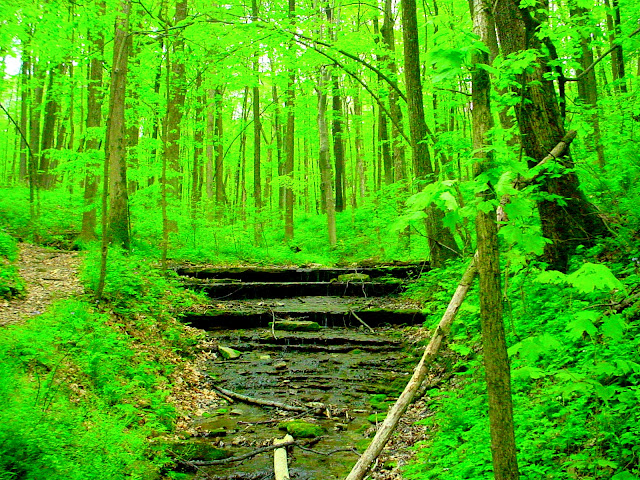 Versailles State Park Hiking Trails