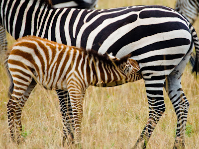 Zebra wallpaper free computer