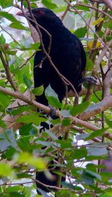 "Asian Koel, rare for Mount Abu, male sitting in the thicket."