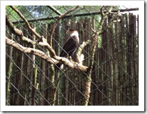 passeio-ao-zoo-vale-dos-bicho (44)