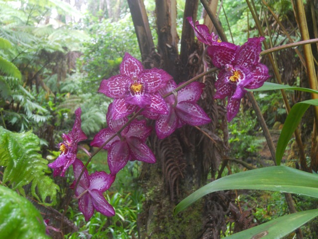 What is it about a rainforest wedding